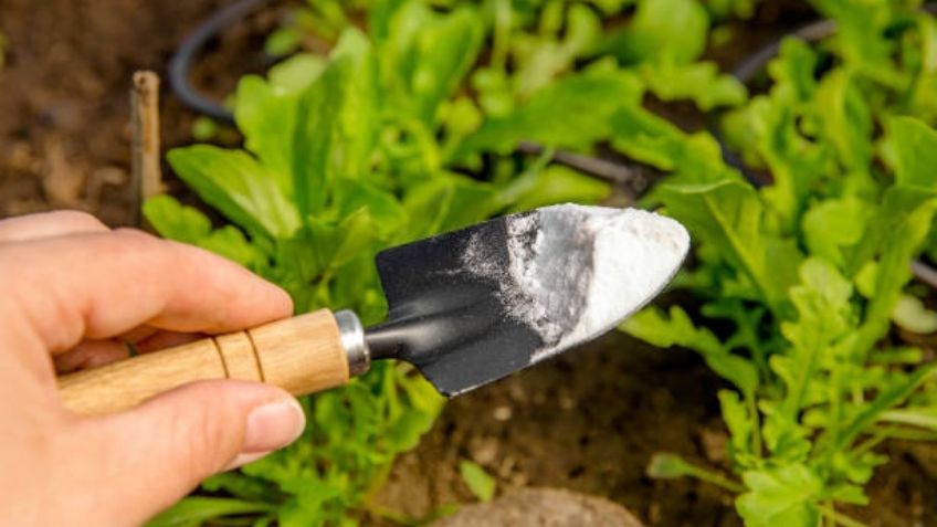 Harina de Huesos: fertilizante orgánico natural para raíces, floración y crecimiento 🌱
